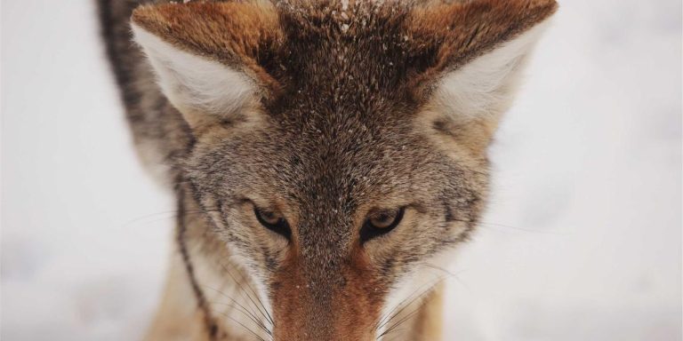 Ateez Merch 2026 Collector's Handbook — Fan Favorites & Hidden Gems