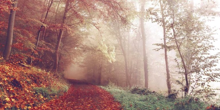 Best EXO Merch 2026: Your Essential Collector's Handbook