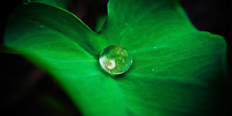 Best Seventeen Merch 2026: Your Ultimate Carat's Guide