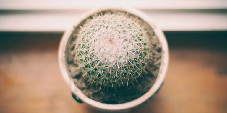 IVE Merch 2026: Prices, Reviews & Where to Buy for DIVEs